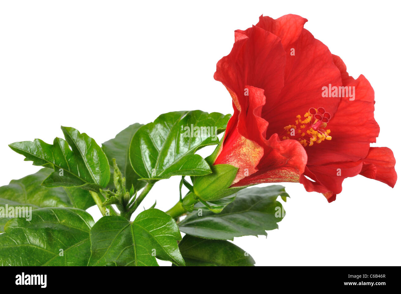 tailwind 4 china rose