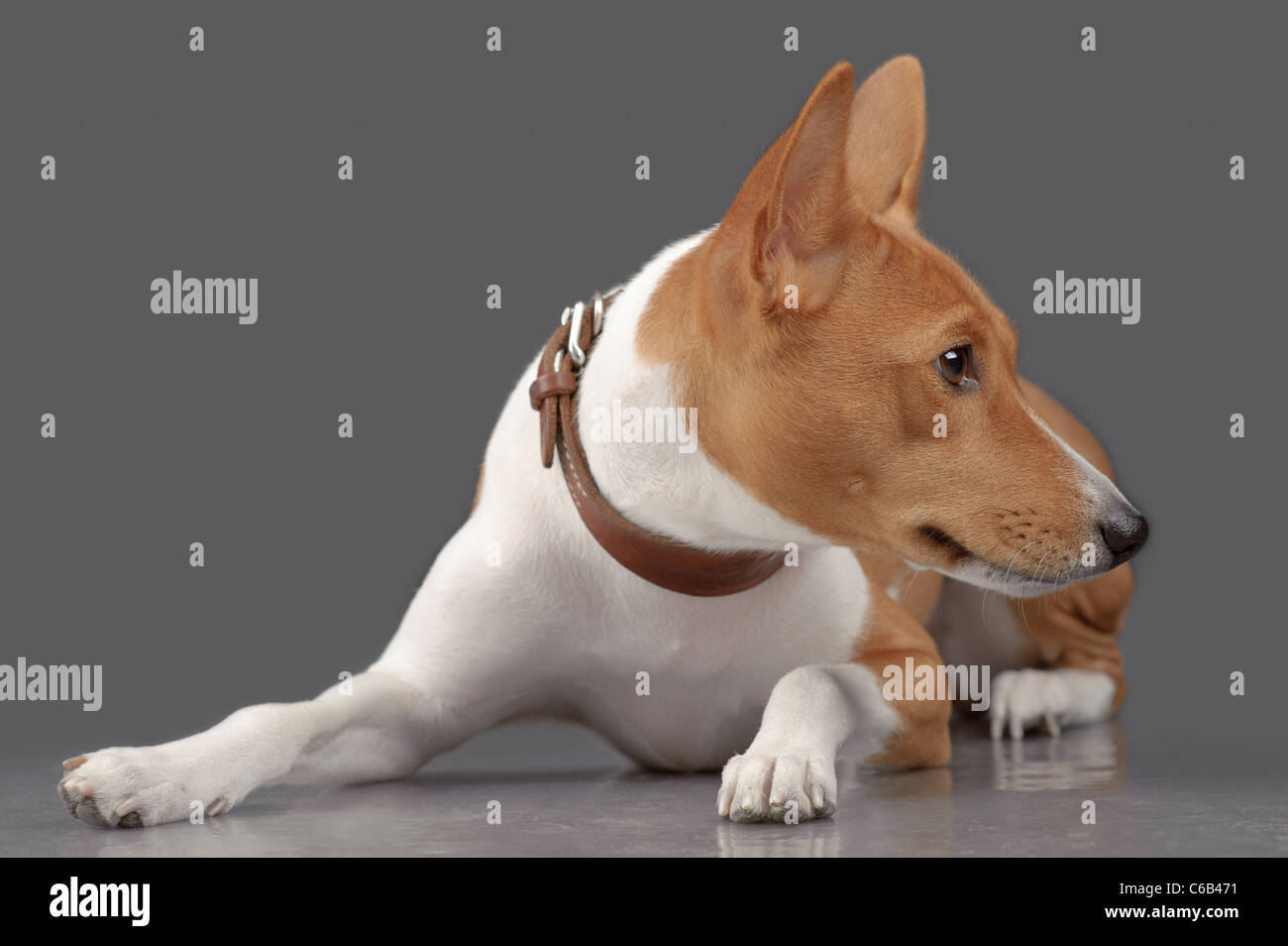 Puppy of basenji laying isolated on gray Stock Photo