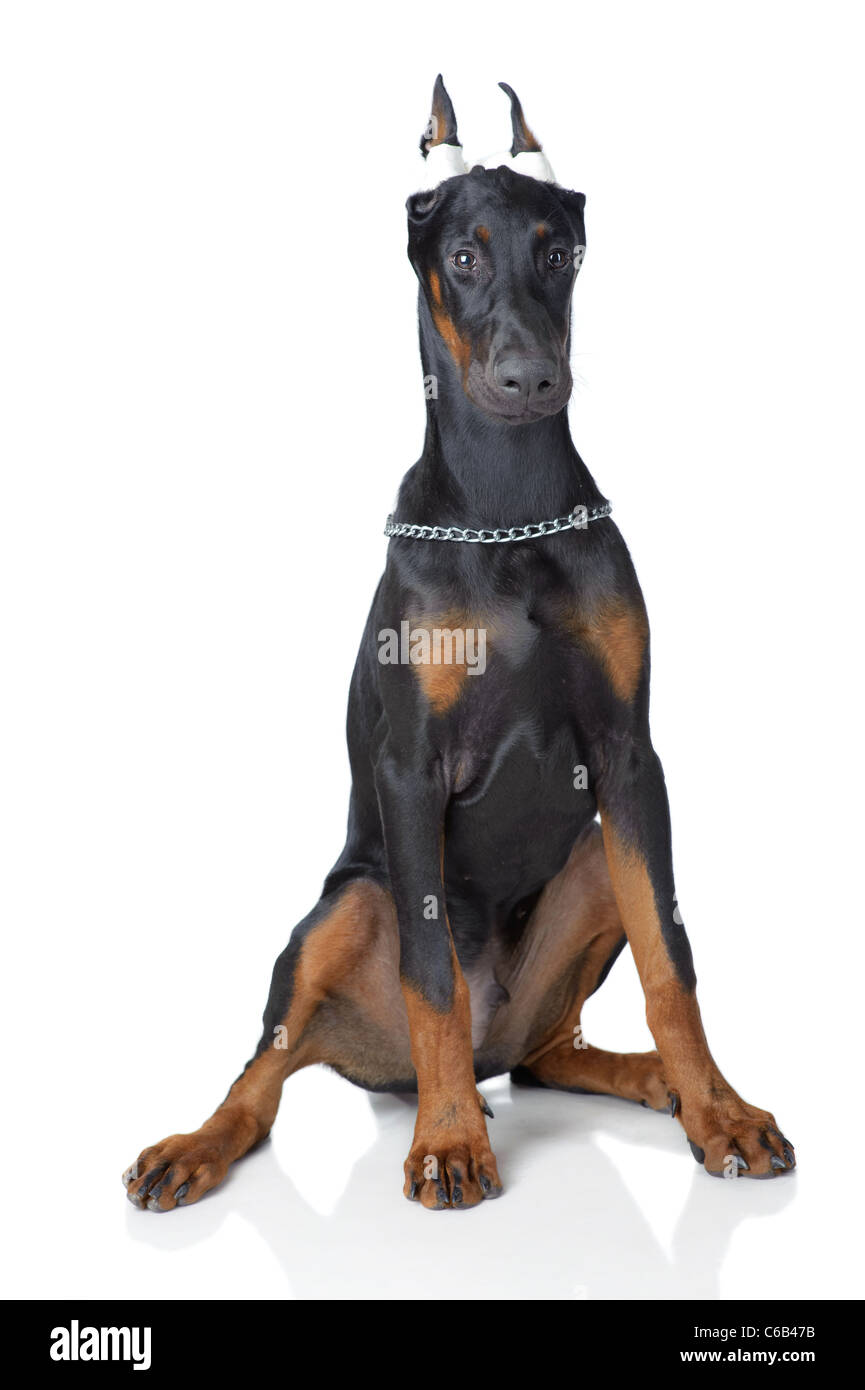 Doberman biting on toy available as Framed Prints, Photos, Wall