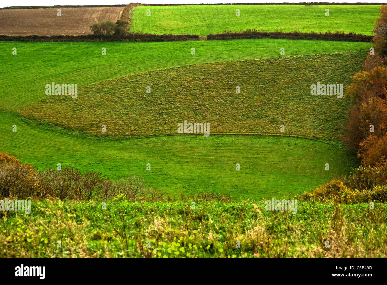 Pasture weeds hi-res stock photography and images - Alamy