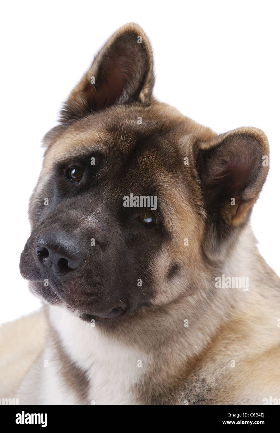 American Akita isolated on white Stock Photo