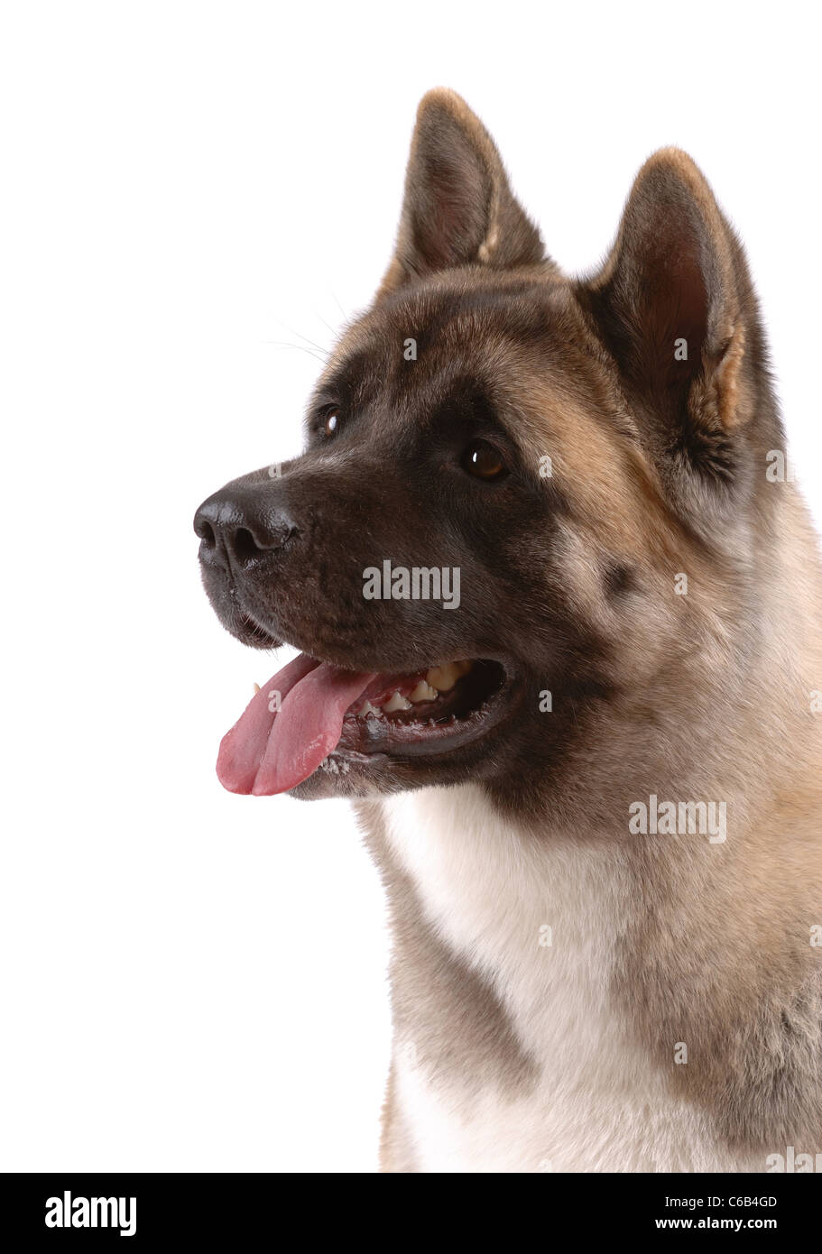 American Akita isolated on white Stock Photo