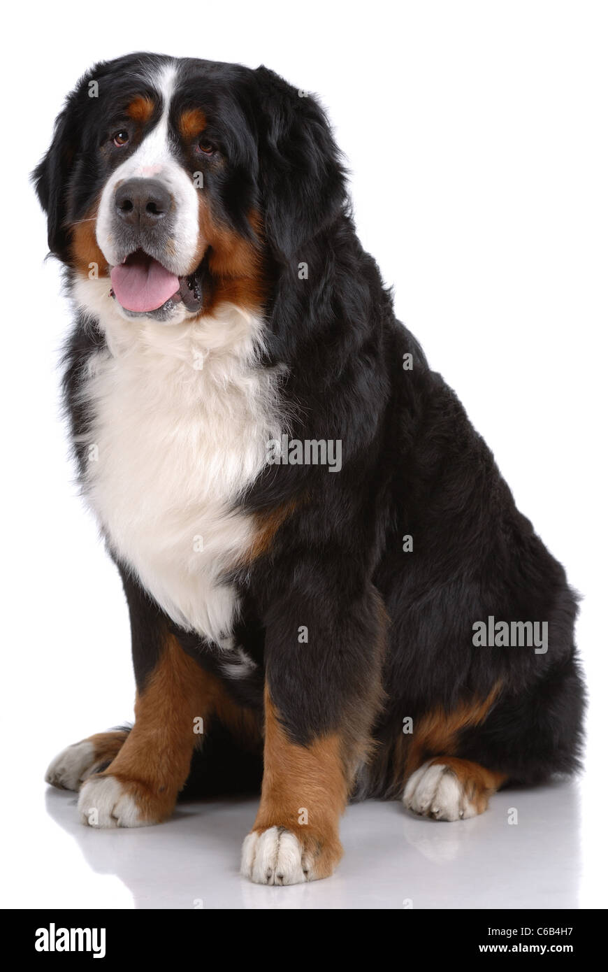 Portrait of sitting Bern Sennenhund isolated on white Stock Photo