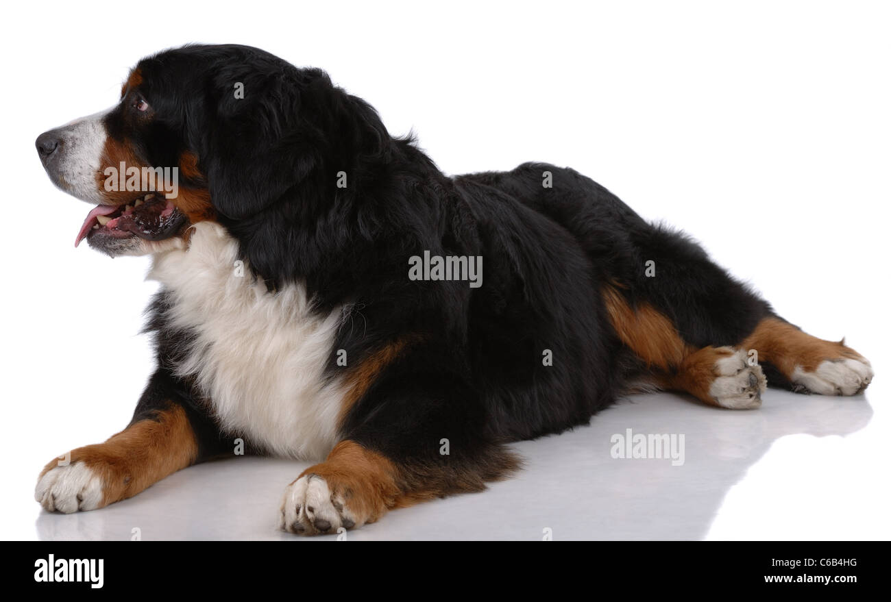 Portrait of laying Bern Sennenhund isolated on white Stock Photo