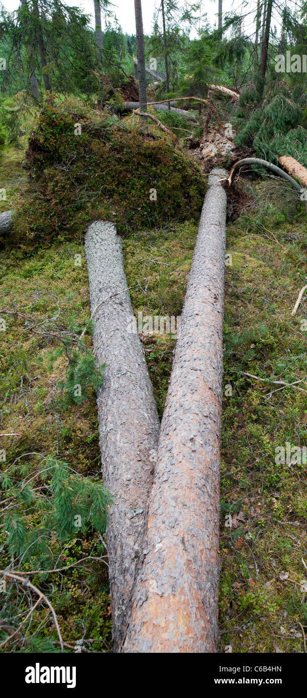 Storm damages in the taiga forest , caused by strong winds , Finland Stock Photo