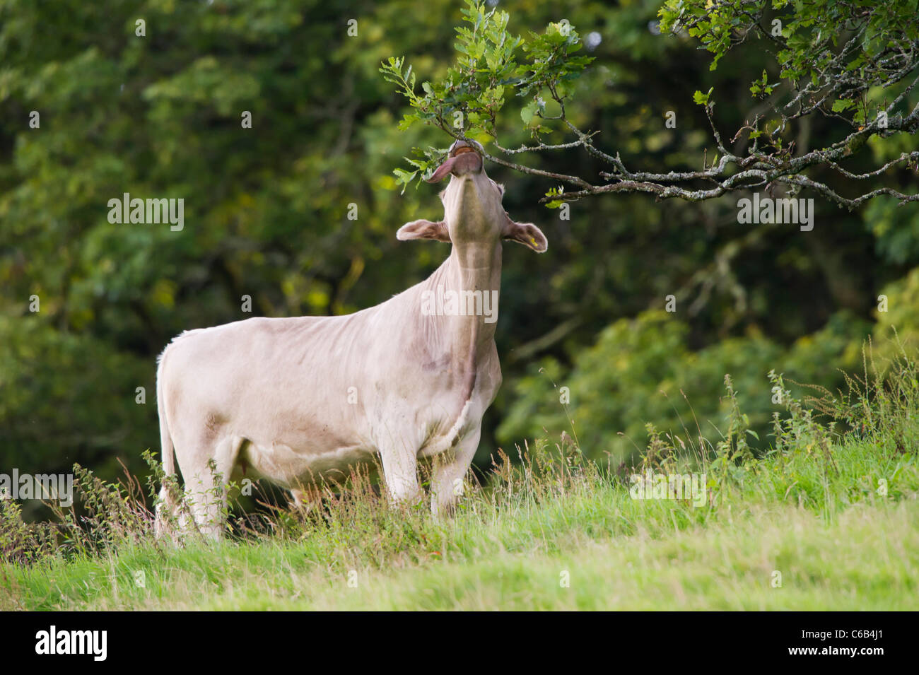 Farm animals grazing hires stock photography and images Alamy