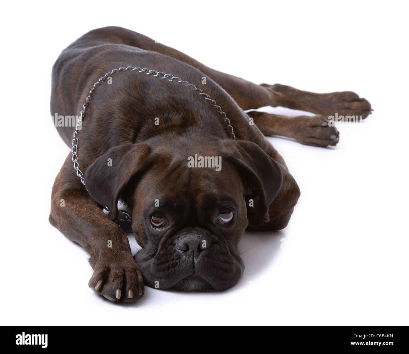 Resting sad boxer dog isolated on white Stock Photo