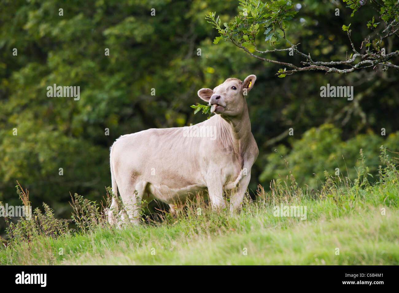 New farmlife animals hires stock photography and images Alamy