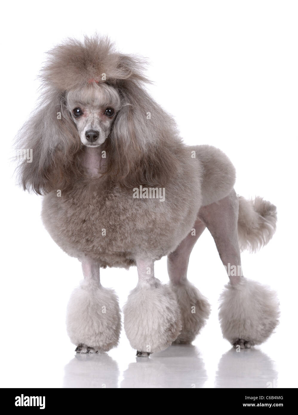 Portrait of poodle isolated on white Stock Photo
