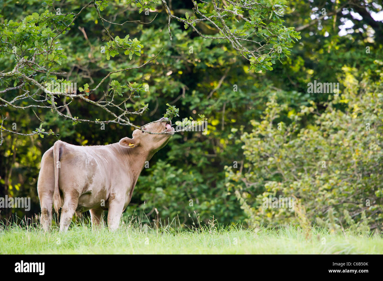 Farm animals grazing hires stock photography and images Alamy