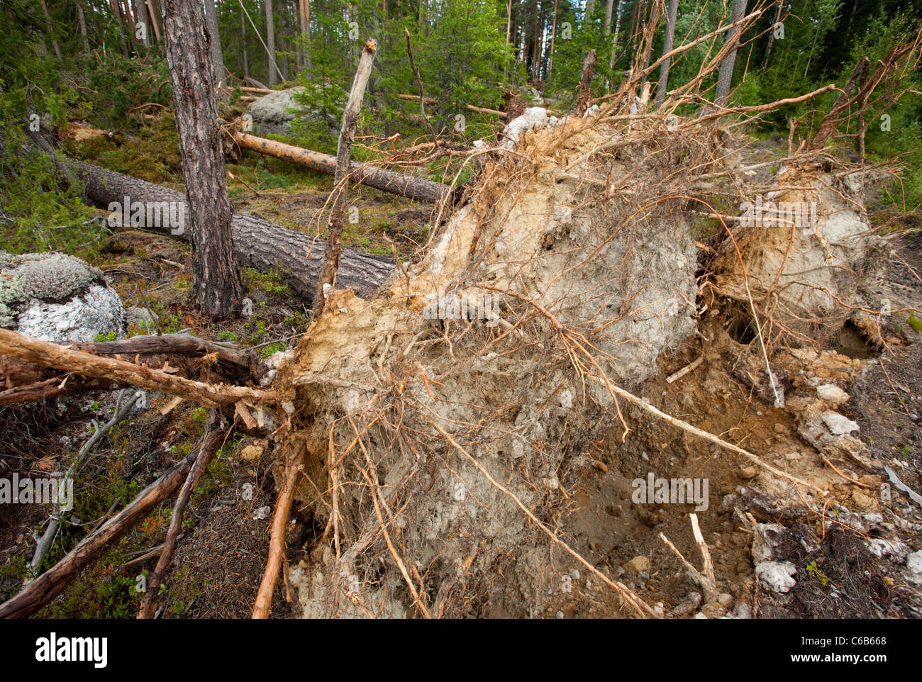Roots and root stalk of pine trees in the taiga forest , felled by storm winds , Finland Stock Photo