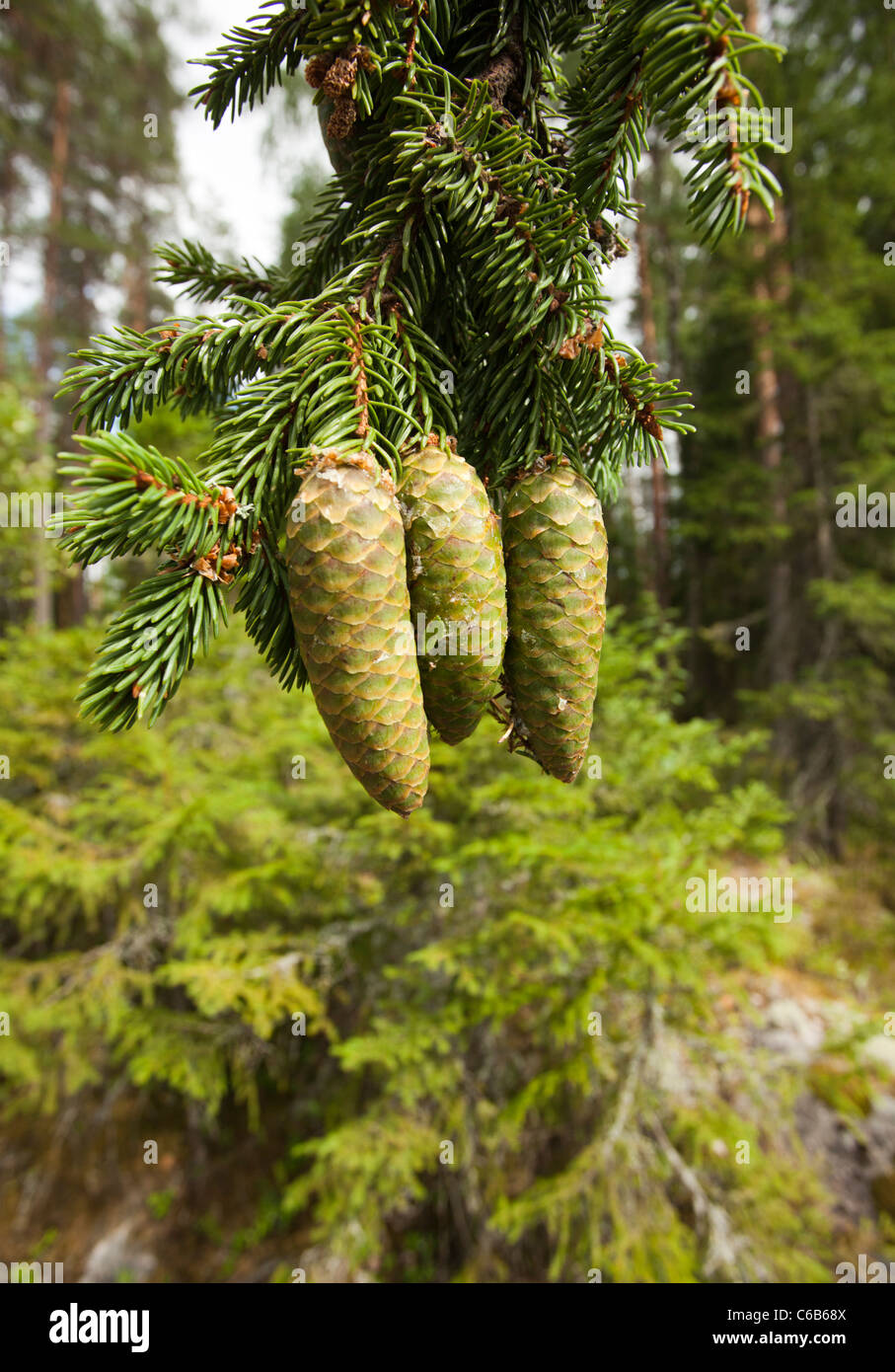 Fresh new spruce ( picea abies ) cones , Finland Stock Photo