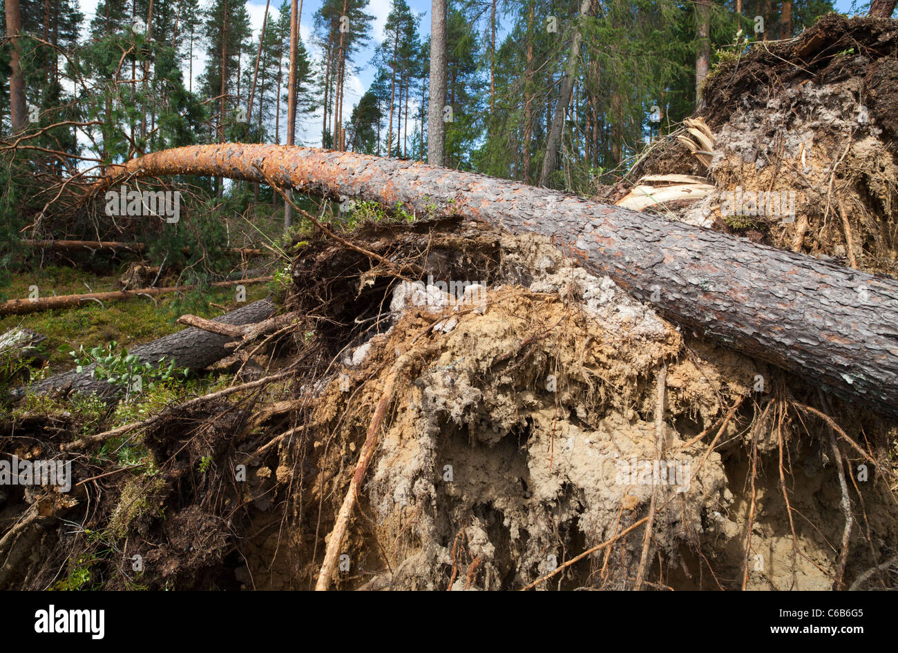 Storm damages in the taiga forest , trunk of a fallen pine tree  , caused by strong winds , Finland Stock Photo