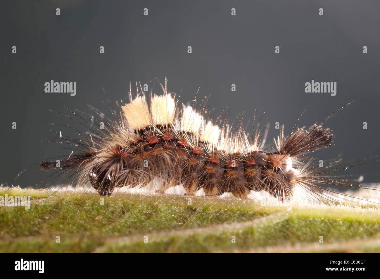 Vapourer moth, Orgyia antiqua caterpillar, UK Stock Photo
