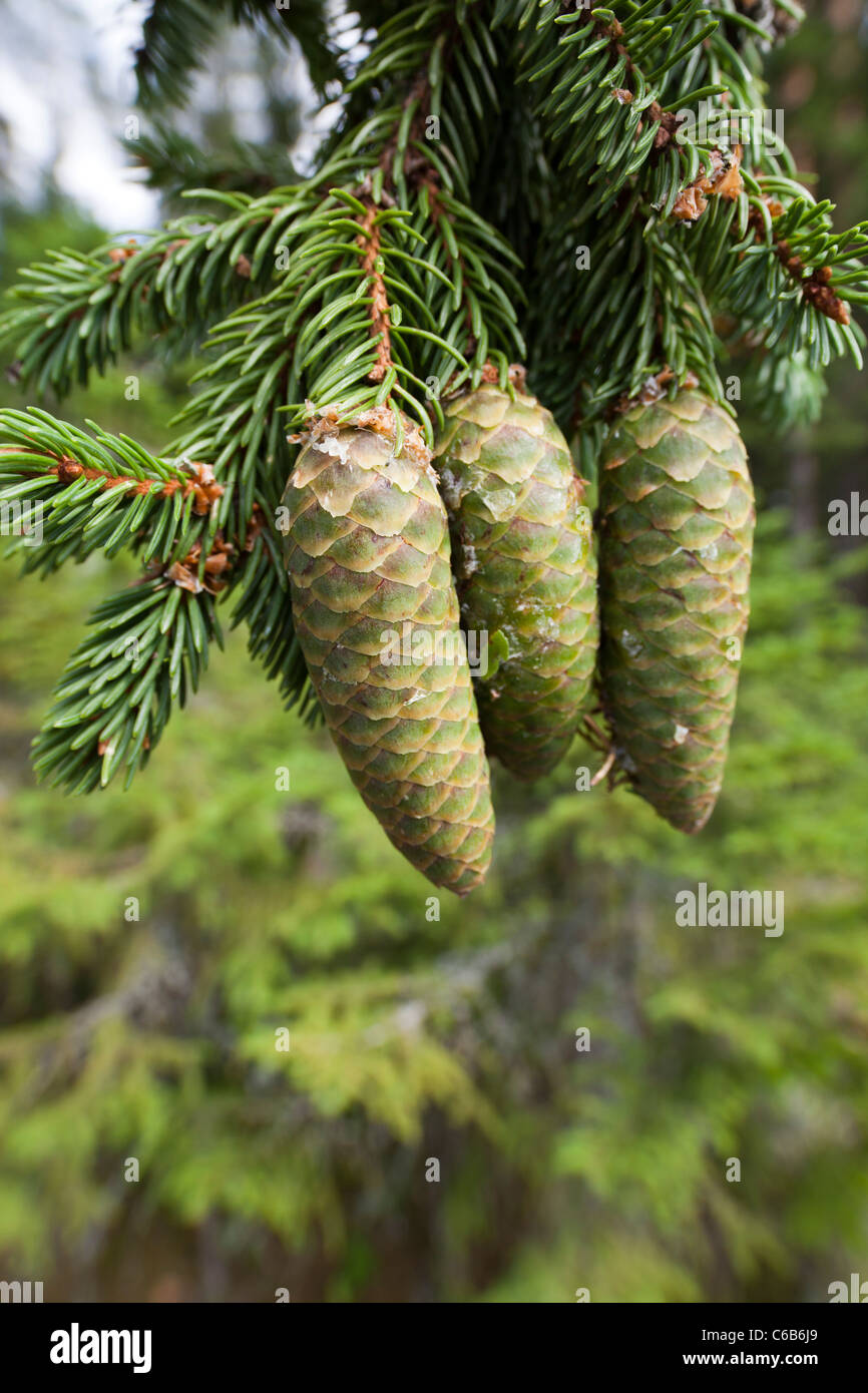 Cone Bearing Plants Stock Photos & Cone Bearing Plants Stock Images Alamy