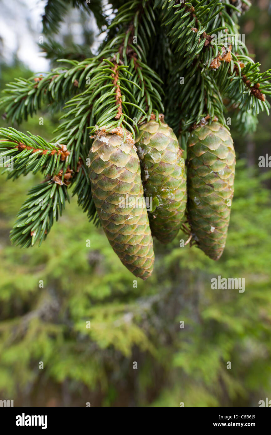 Fresh new spruce ( picea abies ) cones , Finland Stock Photo