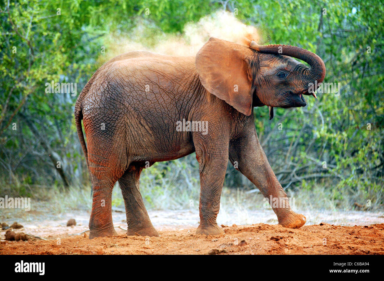 BUCHUMA HAVING A MUD BATH . ELEPHANT ORPHAN RESCUED BY THE SHELDRICK FOUNDATION AND NOW FORM PART OF A HERD IN KENYA. Stock Photo