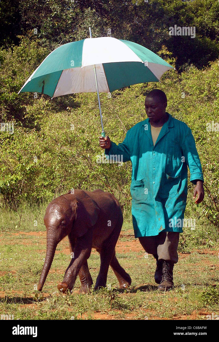 ORPHAN ELEPHANT BEING SHELTERED BY HIS KEEPER FROM THE SUN ELEPHANT SHELDRICK ORPHANAGE NAIROBI KENYA Stock Photo