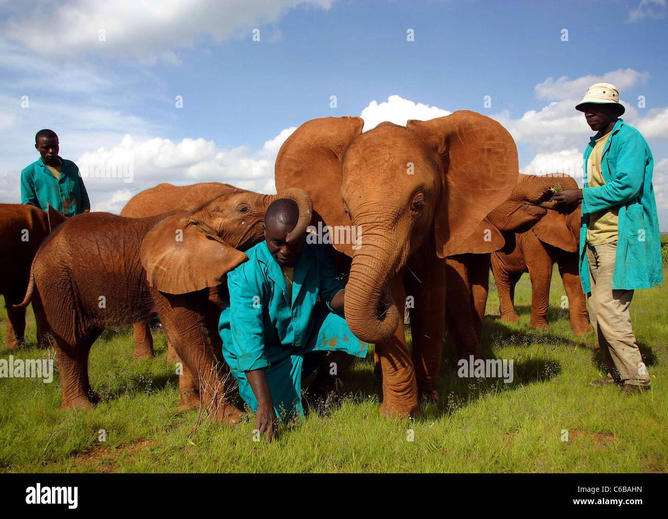 KEEPERS AND ORPHAN ELEPHANTS AT SHELDRICK ELEPHANT ORPHANAGE Stock Photo
