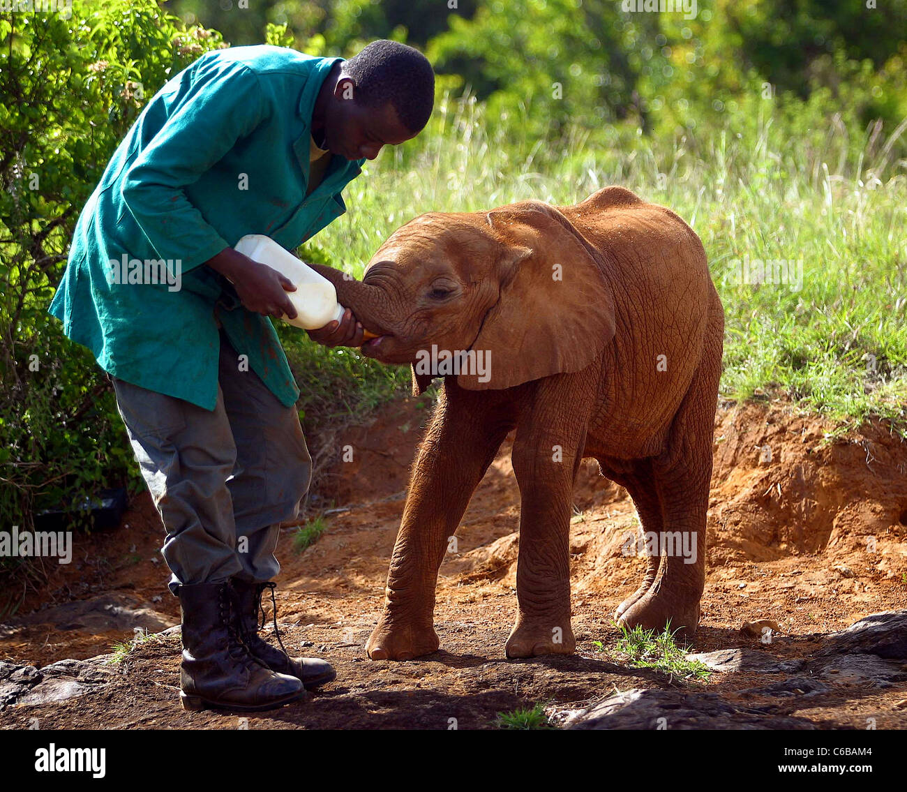 ORPHAN BEING BOTTLE FED BY HIS KEEPER ELEPHANT SHELDRICK ORPHANAGE KENYA Stock Photo