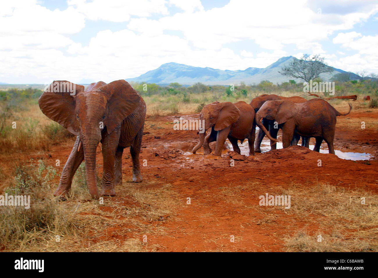 ORPHANED ELEPHANTS IN HERD RELEASED FROM SHELDRICK ORPHANAGE VOI KENYA Stock Photo