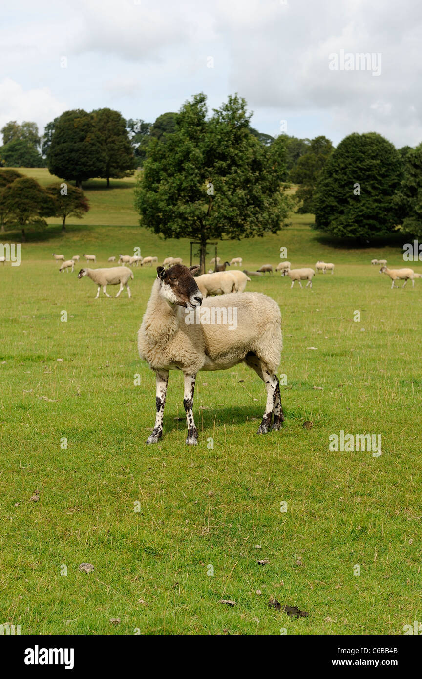 sheep on chatsworth park estate derbyshire england Stock Photo