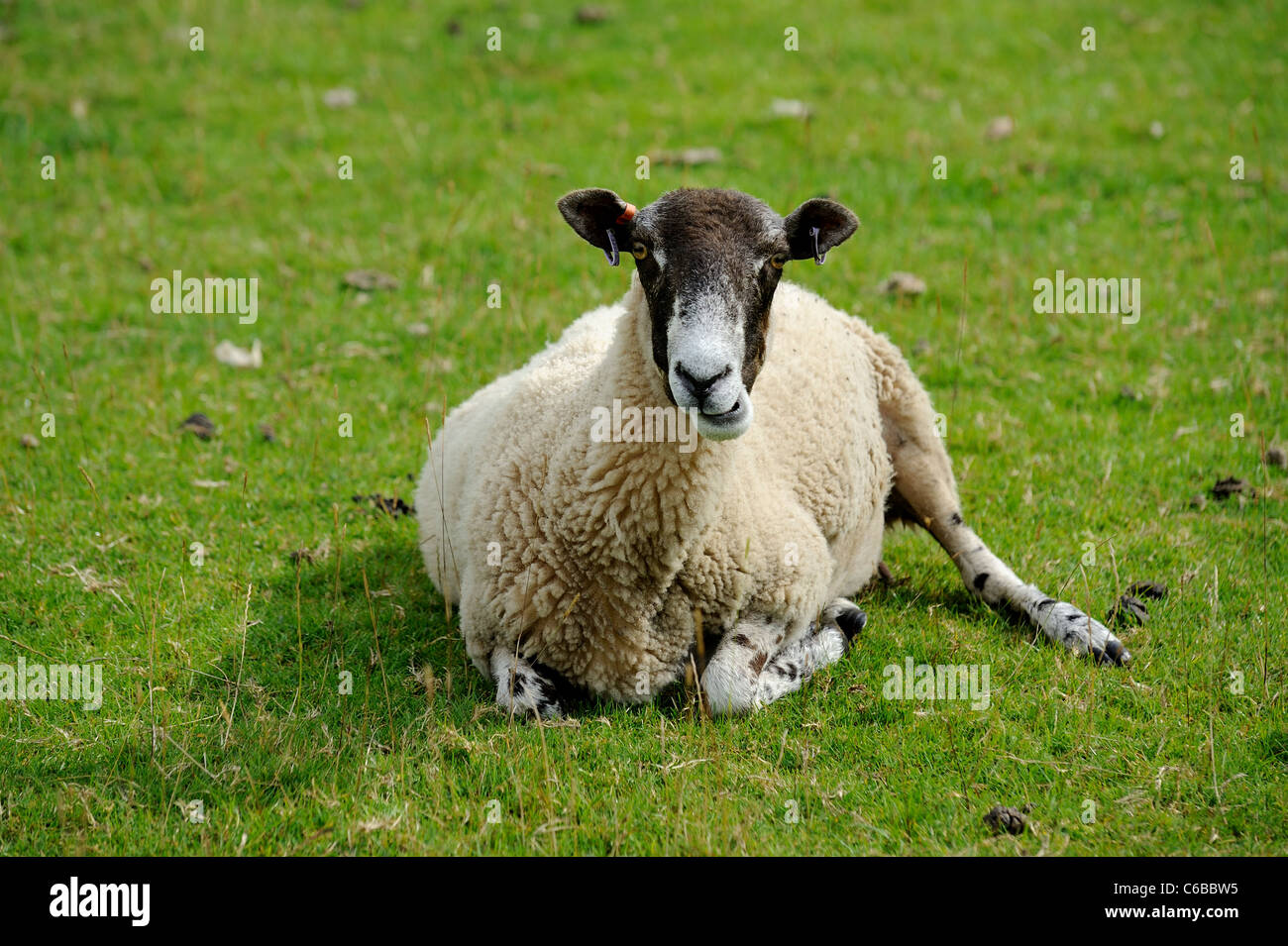 sheep chewing laying down england uk Stock Photo