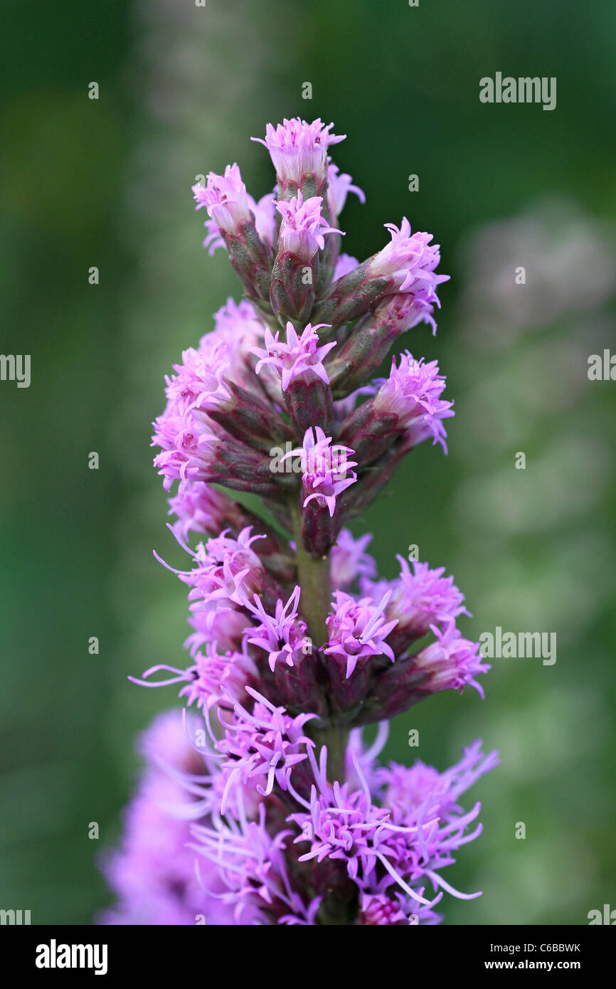 Blazing Star Wildflower Stock Photo