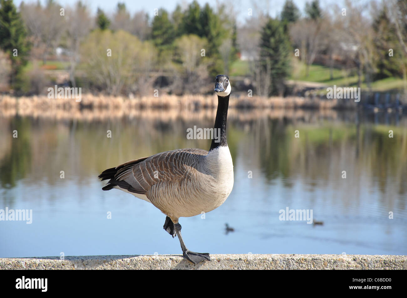 Canadian goose posing on one leg Stock Photo