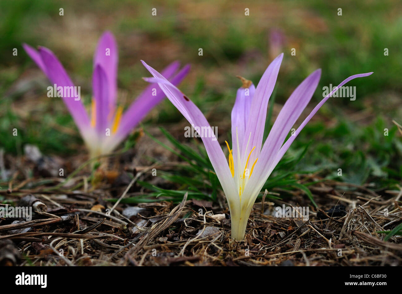 Autumn lily (Merendera montana) Stock Photo