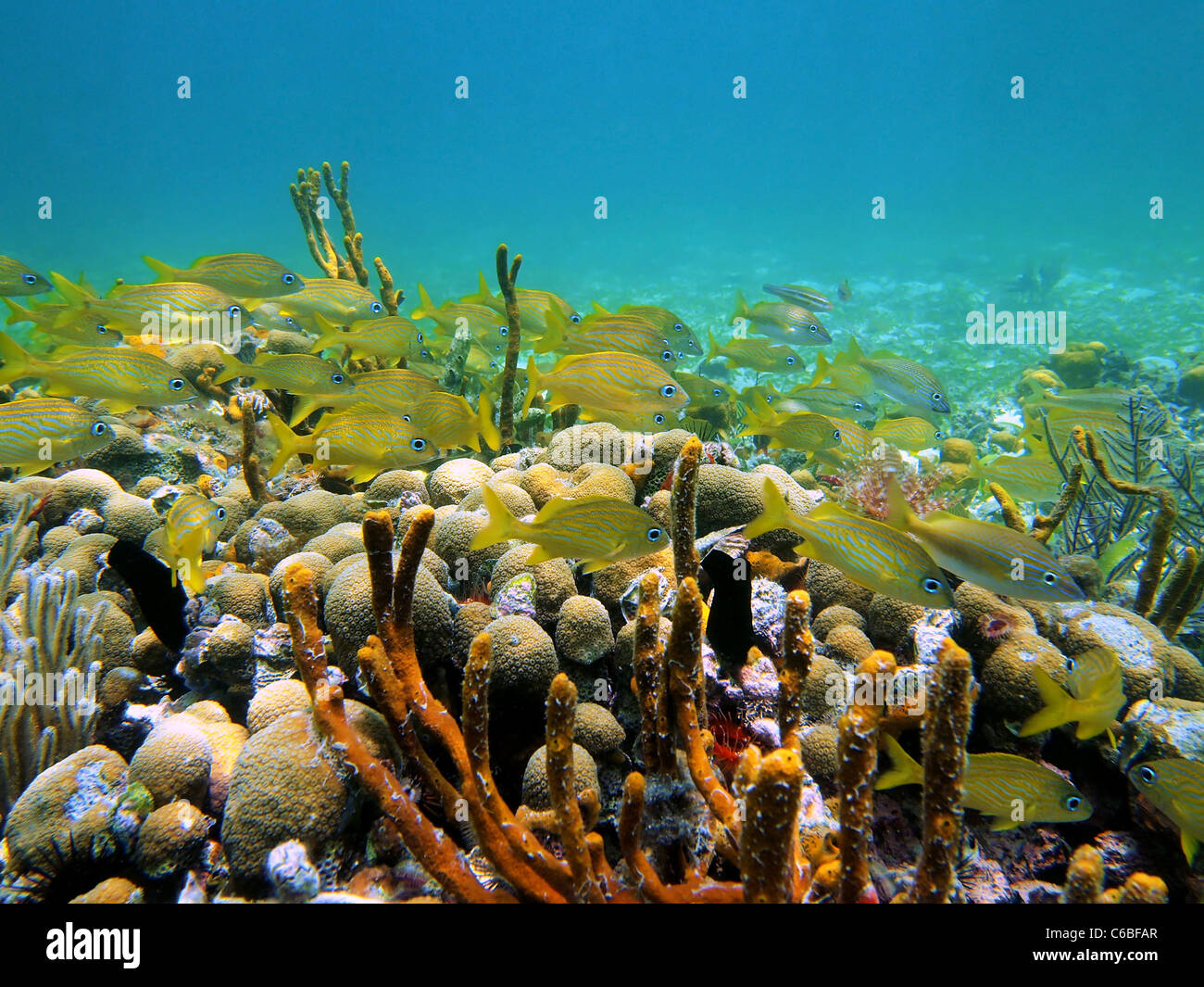 Coral and french grunt fish in the caribbean sea, Panama Stock Photo