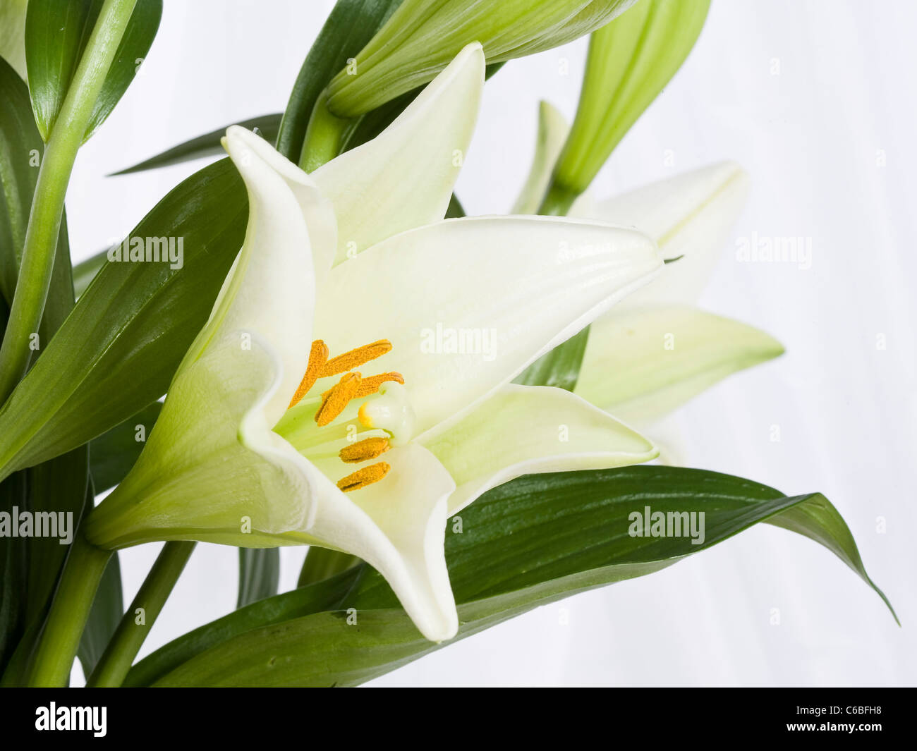 White Lily Stock Photo