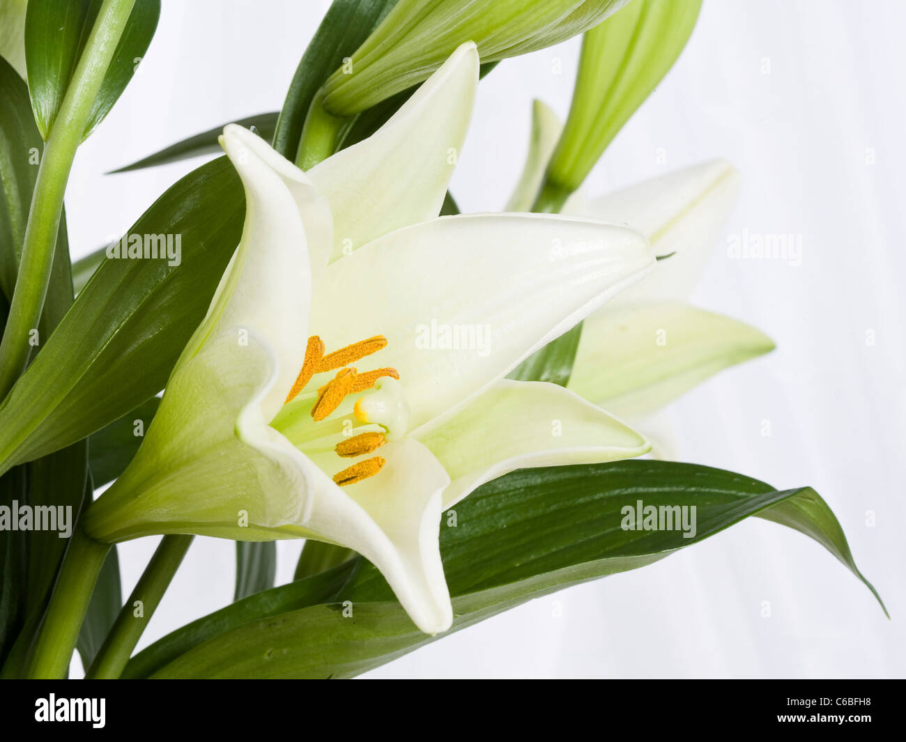 White lily hi-res stock photography and images - Alamy