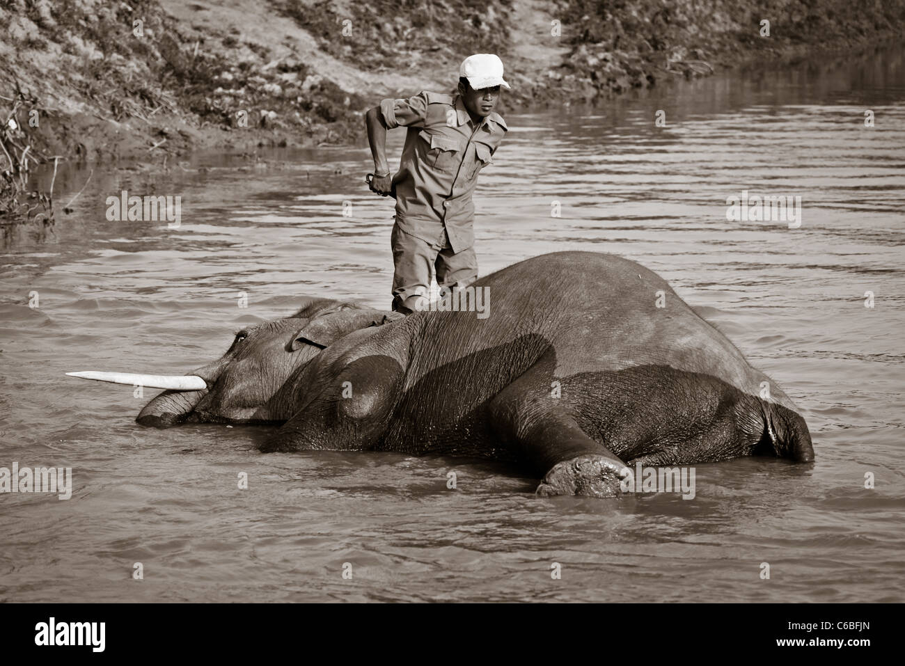 Black and white photo of a man bathing his elephant in Kaziranga National Park, Assam, India Stock Photo