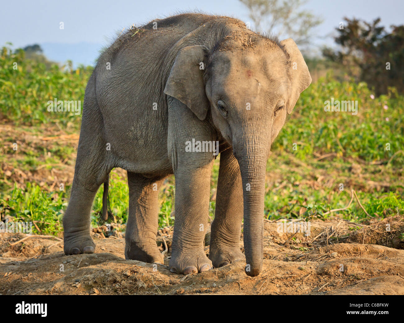 Indian baby elephant (Elephas maximus indicus), Assam, India Stock Photo