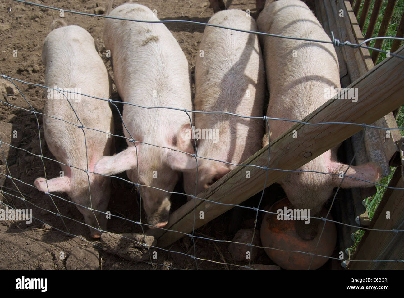 Pigs In A Pen