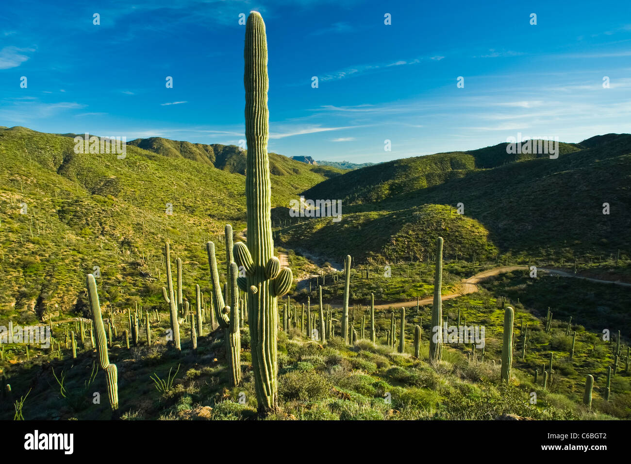A very lush Sonoran Desert east of the Phoenix metro area shows it's green in the spring. Hewitt Canyon Road. Stock Photo