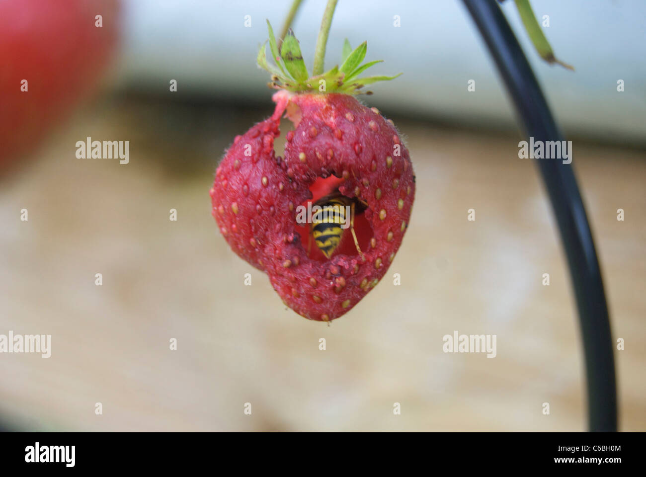 Strawberry handbag hi-res stock photography and images - Page 2 - Alamy