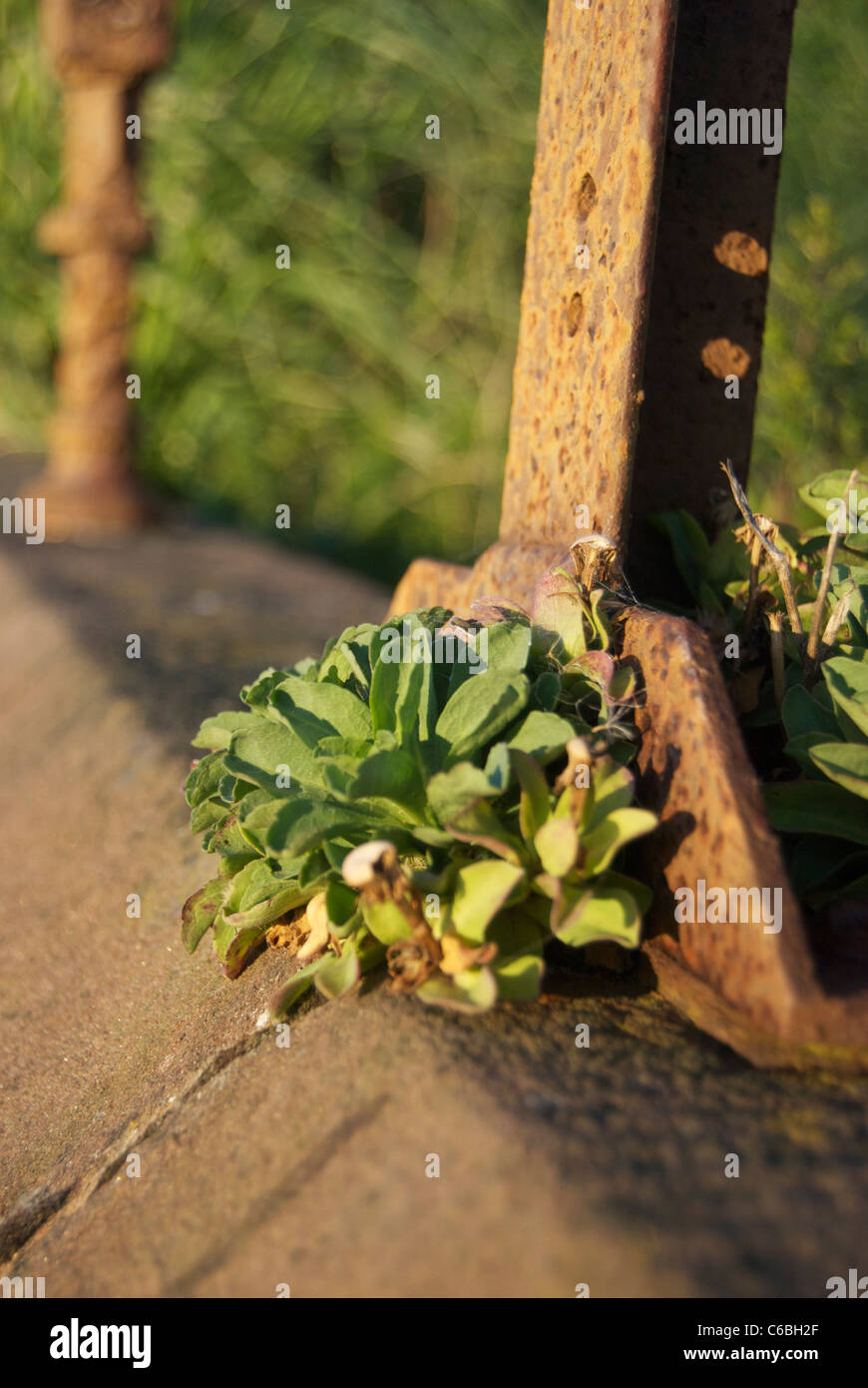 Plant growing on wall Stock Photo