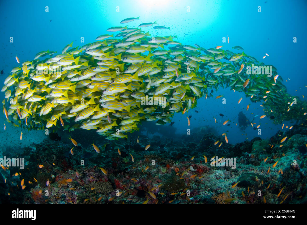 Large school of Bluelined Snappers, Lutjanus kasmira, over reef, silhouette of diver in background, North Male Atoll, Maldives Stock Photo