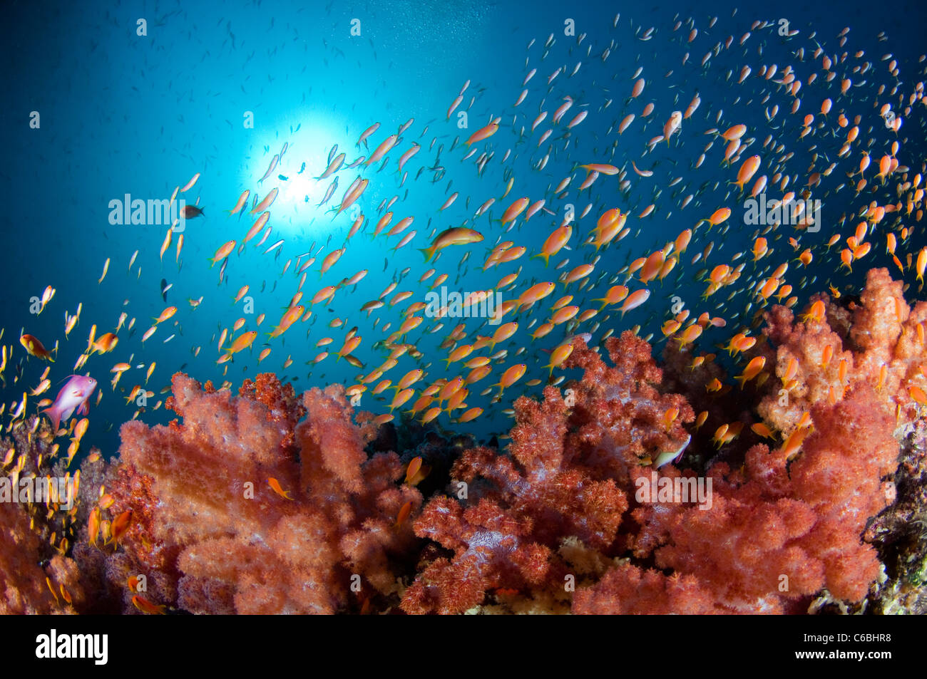 Large school of Scalefin Anthias, Pseudanthias squamipinnis, over Soft Coral garden, North Male Atoll, Maldives Stock Photo