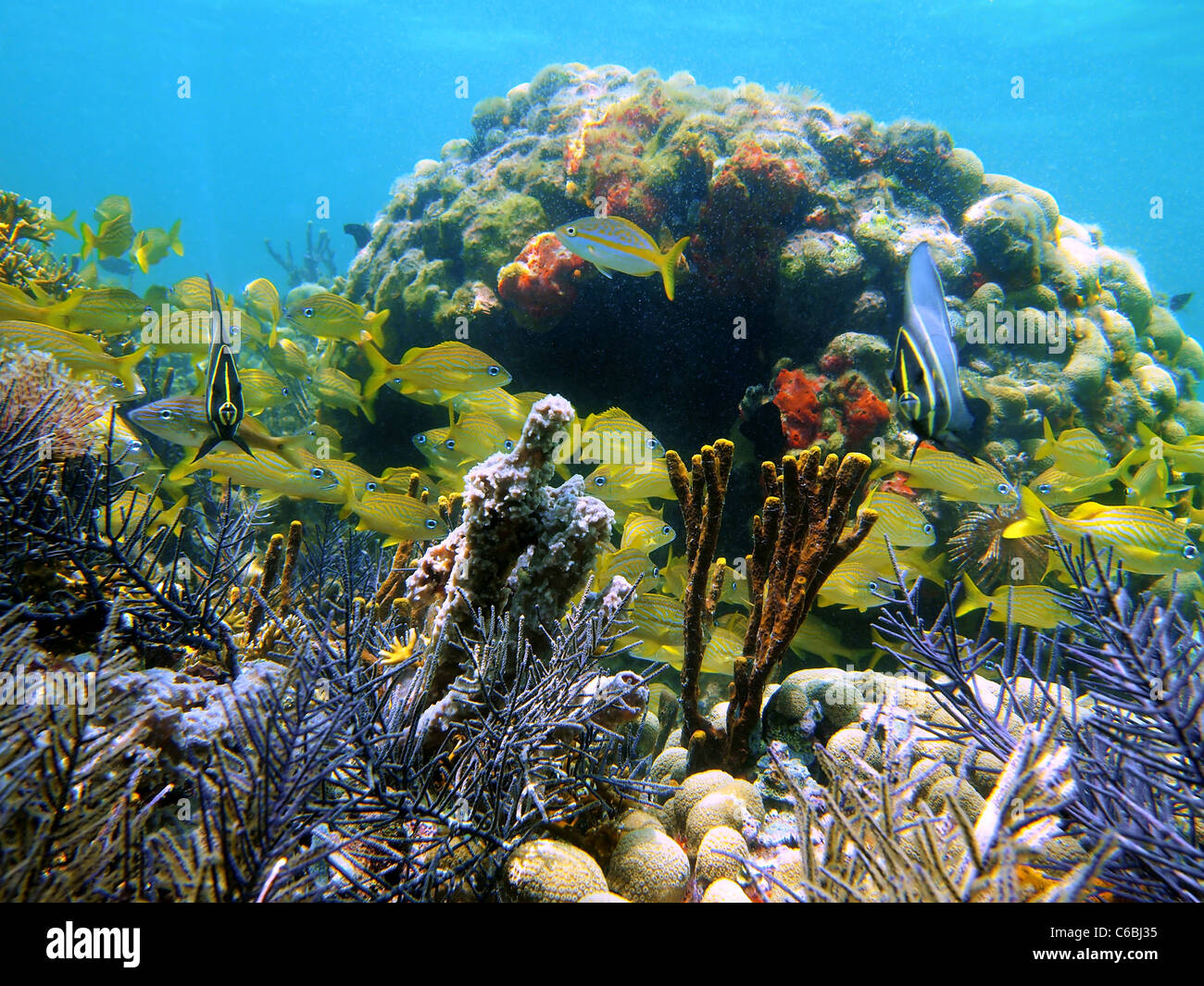 Coral reef with sponges and a school of tropical fish in the Caribbean sea, Bocas del Toro, Panama, Central America Stock Photo