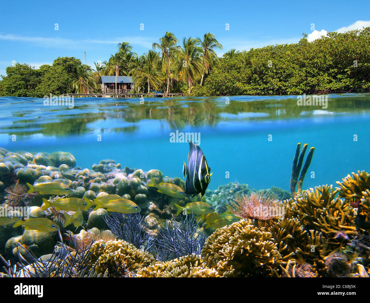 Surface and underwater view with coral, fish, a hut and coconuts trees, Bocas del Toro, Panama Stock Photo
