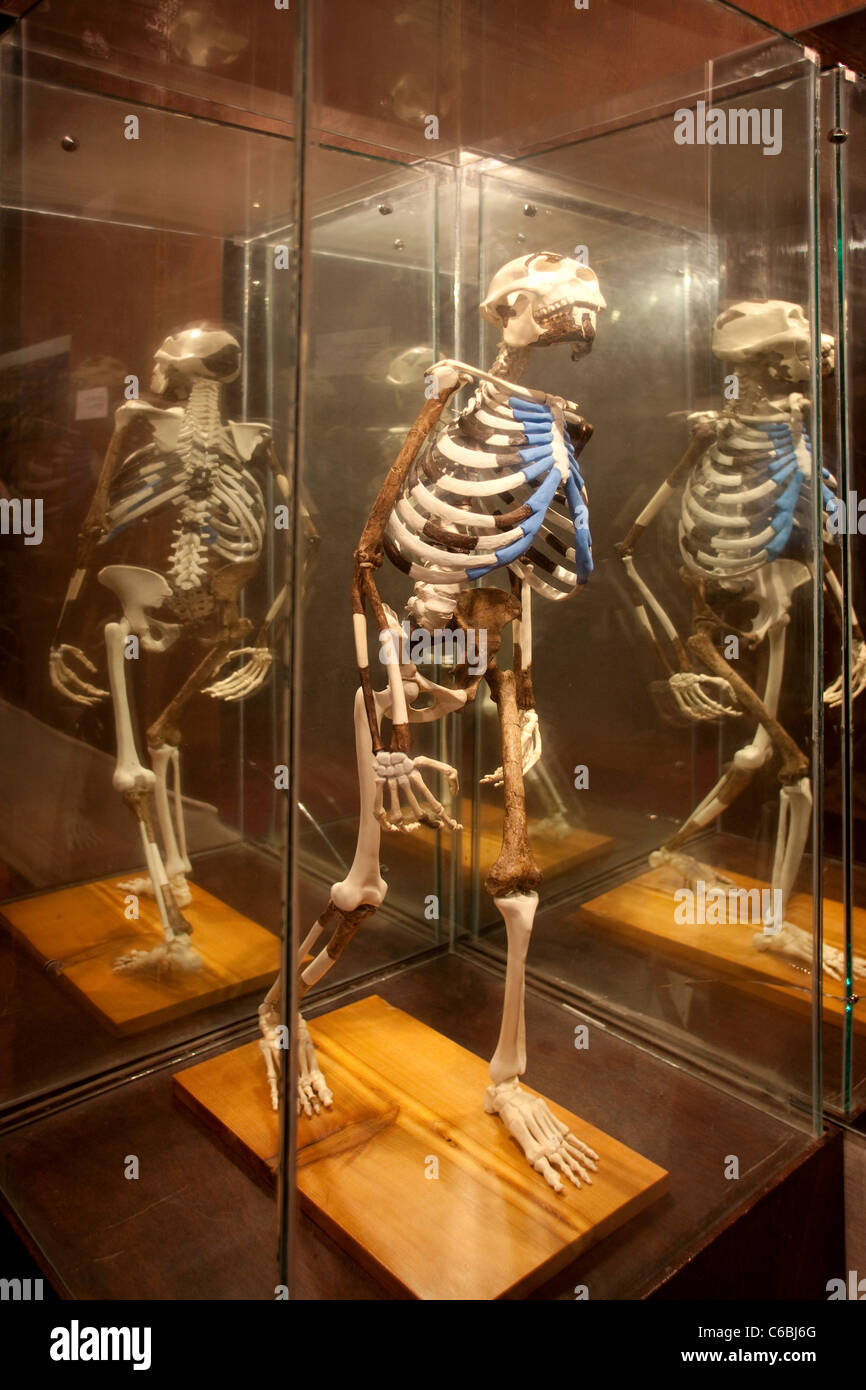 Lucy skeleton hi-res stock photography and images - Alamy