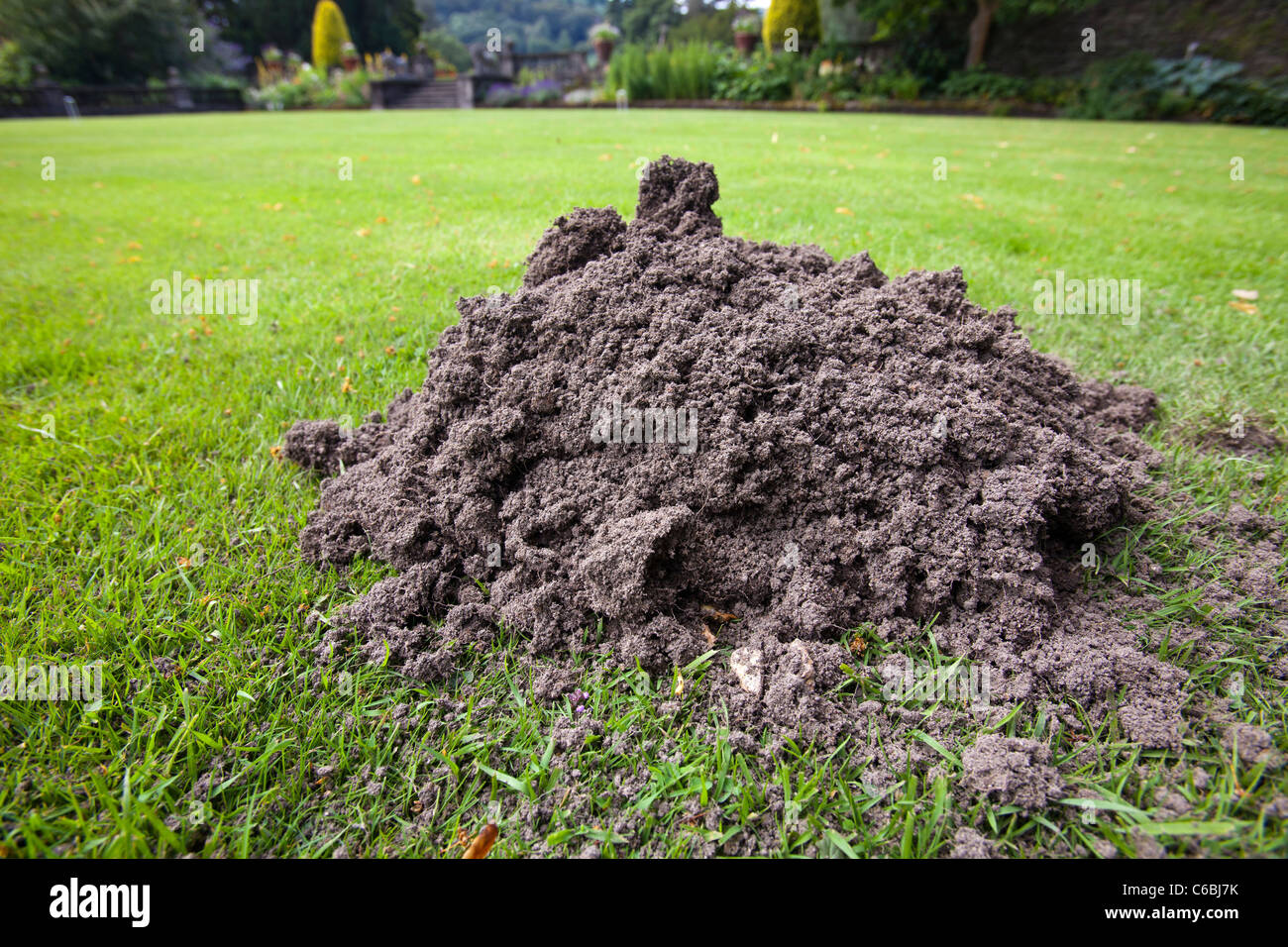 A mole hill on a croquet lawn in the grounds of Rydal Hall in the Lake District, UK. Stock Photo