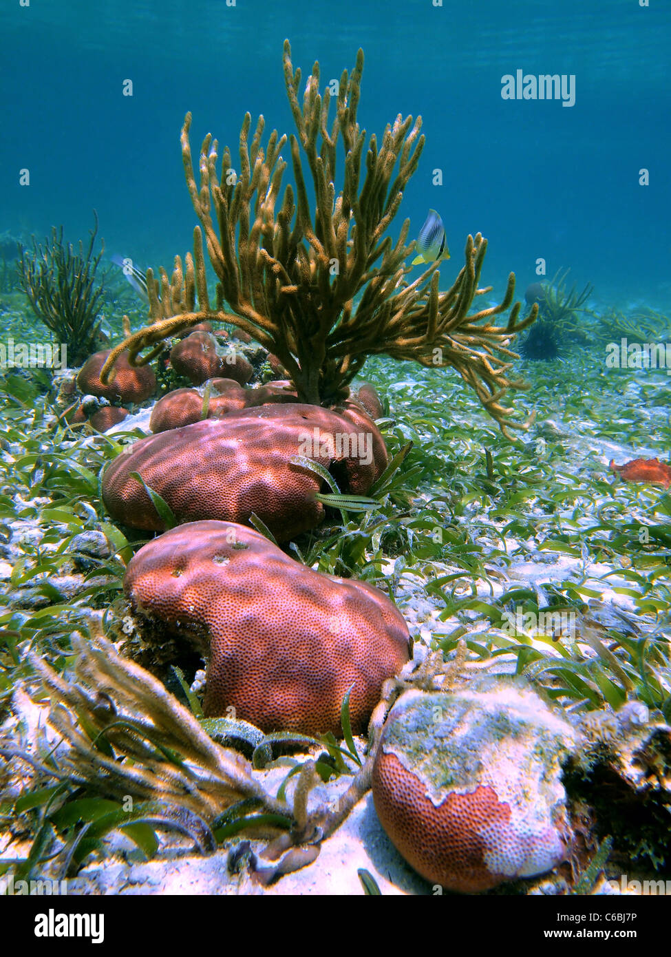 Seafloor with massive starlet corals and black sea rod gorgonian in the Caribbean sea, Panama, Central America Stock Photo