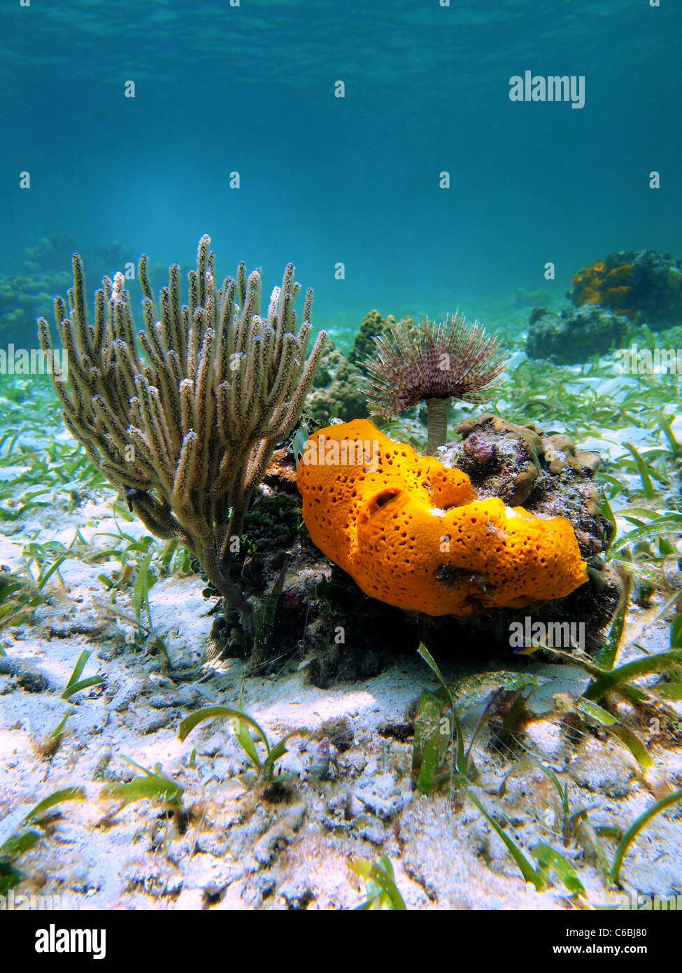 Orange sea sponge with coral and sea worm in the caribbean sea, Costa Rica Stock Photo