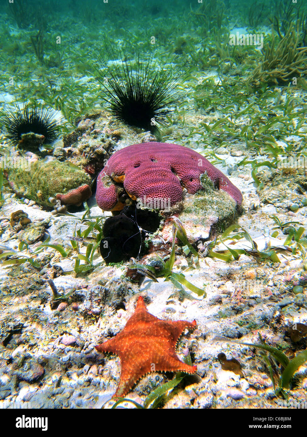 Starfish with coral and urchin in the caribbean sea, Panama Stock Photo