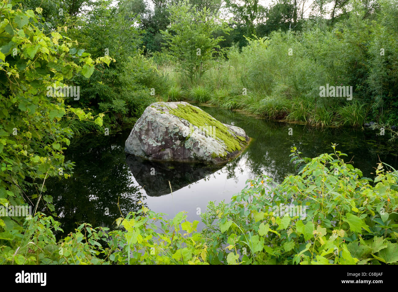 moss covered rock submerged in middle of pond Stock Photo Alamy