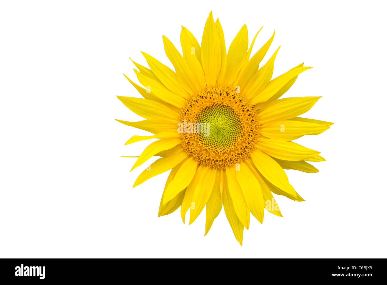 Sunflower closeup isolated on white background Stock Photo - Alamy